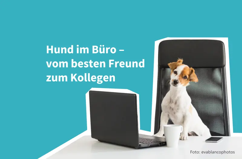 Hund im Büro – vom besten Freund zum Kollegen